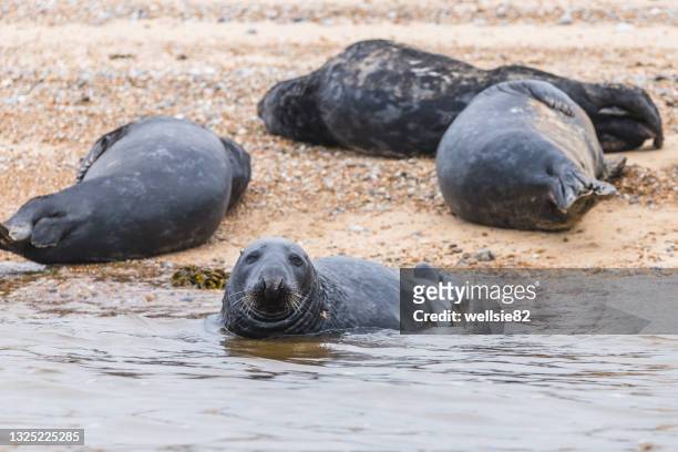 grey seal with its family - blakeney imagens e fotografias de stock