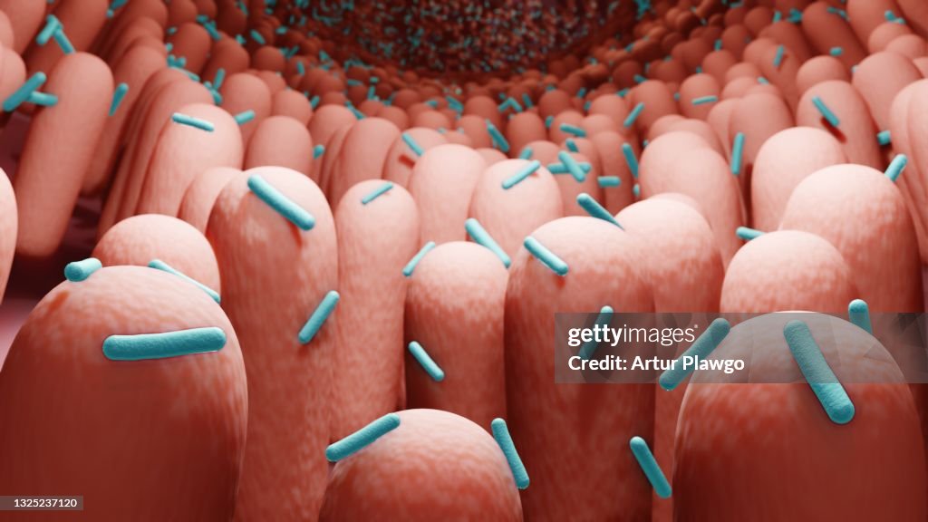 Gut bacteria, Probiotics