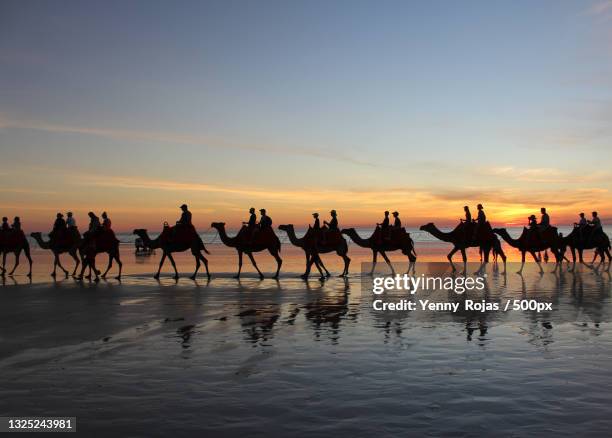 a row on camel and people riding at sunset,broome,western australia,australia - explore australia foto e immagini stock