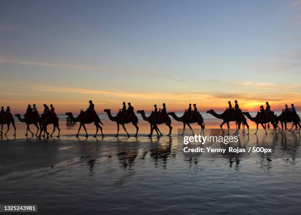 a row on camel and people riding at sunset,broome,western australia,australia - broome australia stock pictures, royalty-free photos & images