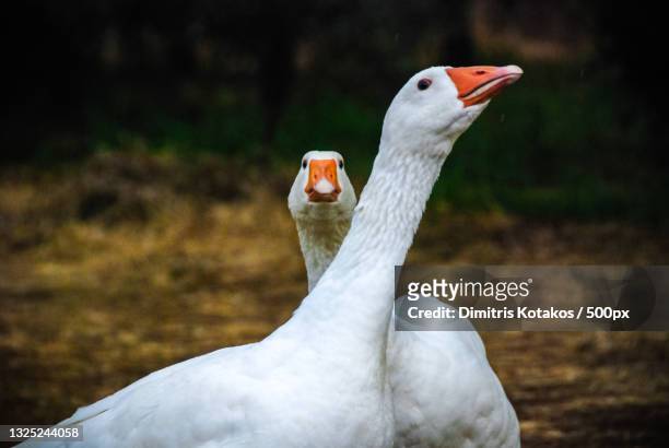 goose in love,greece - gans stock-fotos und bilder