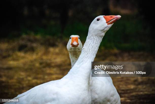 goose in love,greece - gandee stock pictures, royalty-free photos & images