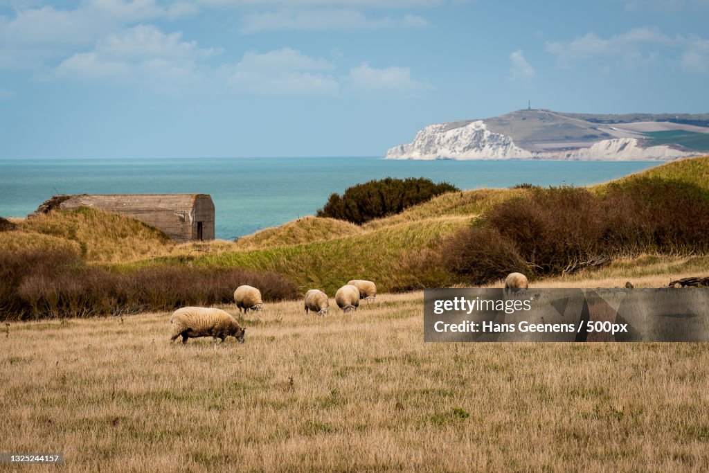 A sheep on a field,Calais,France