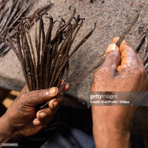 cropped hands of man holding sticks for harvesting,madagascar - vanilla stockfoto's en -beelden