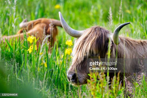 close-up of buffalo on grassy field - female cows with horns stock-fotos und bilder