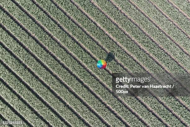 drone flying the tulip fields with rainbow umbrella,zeewolde,netherlands - 傘　無人 ストックフォトと画像
