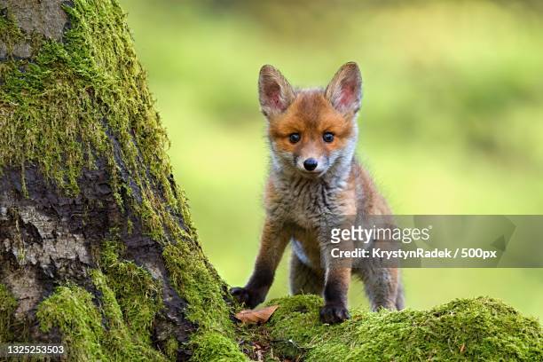 portrait of red fox standing on rock - fox stock-fotos und bilder