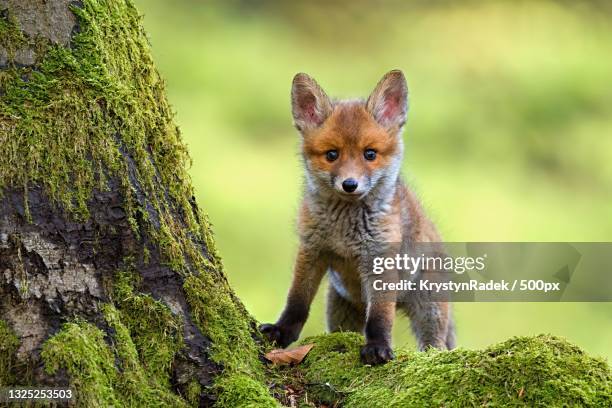 portrait of red fox standing on rock - fox foto e immagini stock