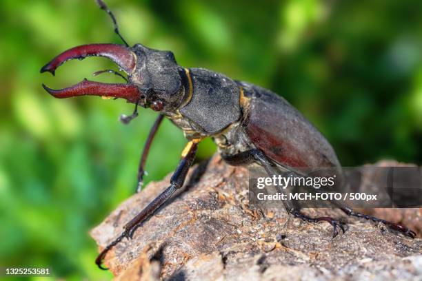 close-up of insect on wood,vysocina region,czech republic - horned beetle bildbanksfoton och bilder