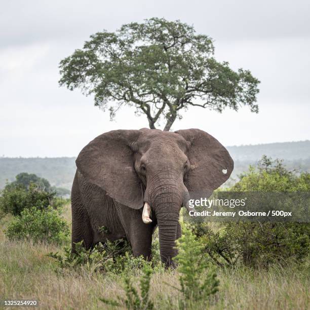 a lone african elephant grazing in the plains of africa,kruger national park,south africa - african elephants stock pictures, royalty-free photos & images