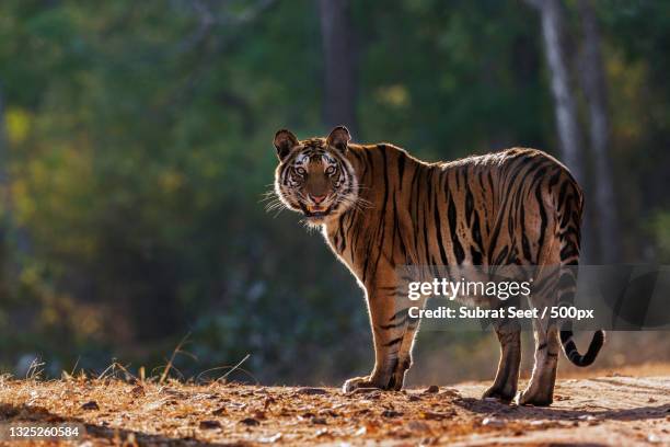 side view of tiger walking on field,bandhavgarh tiger reserve,india - königstiger stock-fotos und bilder