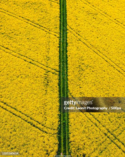 full frame shot of yellow field,alsace,france - colza foto e immagini stock