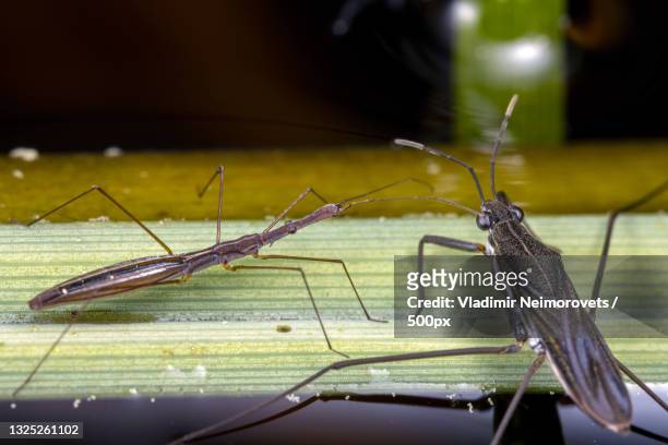 close-up of insects on leaf,russia - belostomatidae stock pictures, royalty-free photos & images