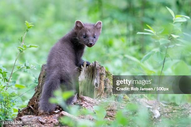 portrait of fox standing on rock,netherlands - martes stock-fotos und bilder