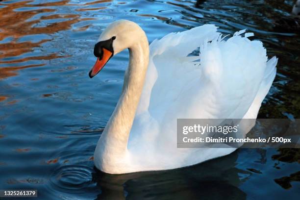 close-up of mute swan swimming in lake,rheydt,germany - mute swan stock pictures, royalty-free photos & images