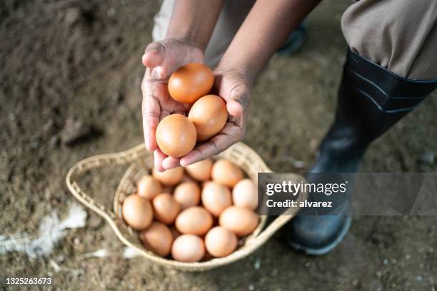 worker with eggs in poultry farm - egg white stock pictures, royalty-free photos & images