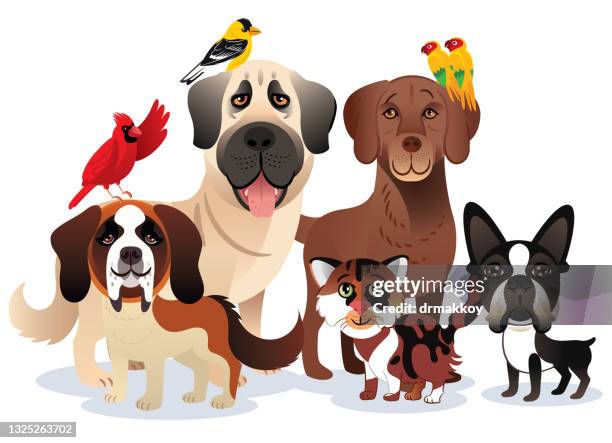 ilustrações, clipart, desenhos animados e ícones de animais amigáveis - loja de animais de estimação