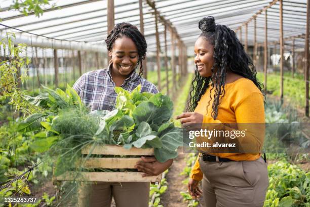 two women with freshly harvested produce in greenhouse farm - black farmer stock pictures, royalty-free photos & images