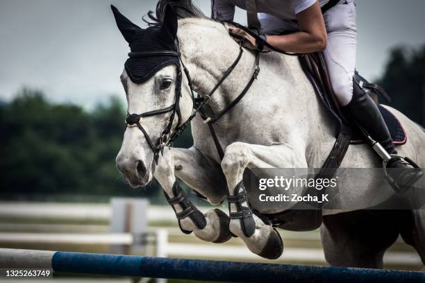 caballo gris dapple saltando sobre el cañizo - horse fotografías e imágenes de stock