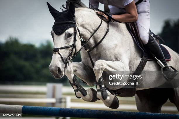 cavalo cinza dapple pulando sobre obstáculo - corrida de cavalos evento equestre - fotografias e filmes do acervo