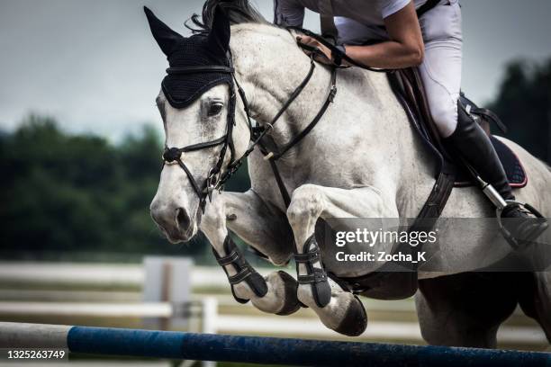 dapple gray horse jumping over hurdle - equestrian bildbanksfoton och bilder