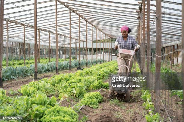 woman cultivates the land with a cultivator in greenhouse farm - plough stock pictures, royalty-free photos & images