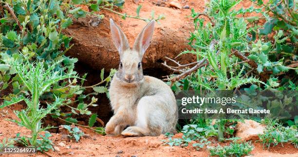 young white rabbit next to his burrow in the field. - rabbit burrow stock-fotos und bilder