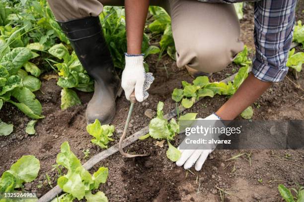 close-up of a female farmer digging soil on farm - african farming tools stock pictures, royalty-free photos & images