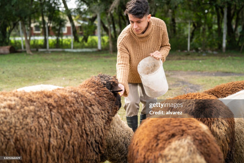 Jovem alimentando o rebanho de ovelhas em fazenda de cabras