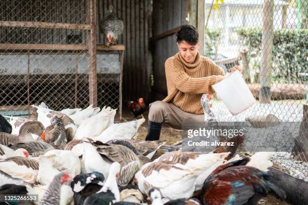 giovane operaio che nutre uccelli in un allevamento di pollame - oca pollame foto e immagini stock