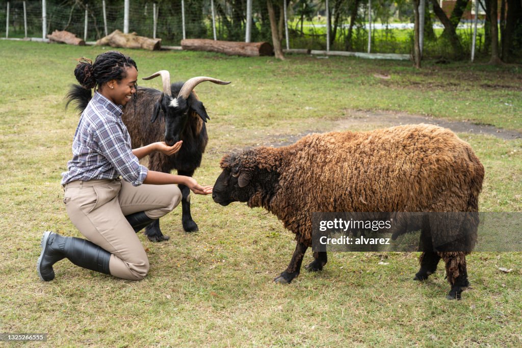 Woman Feeding Animals In A Goat Farm High-Res Stock Photo - Getty Images