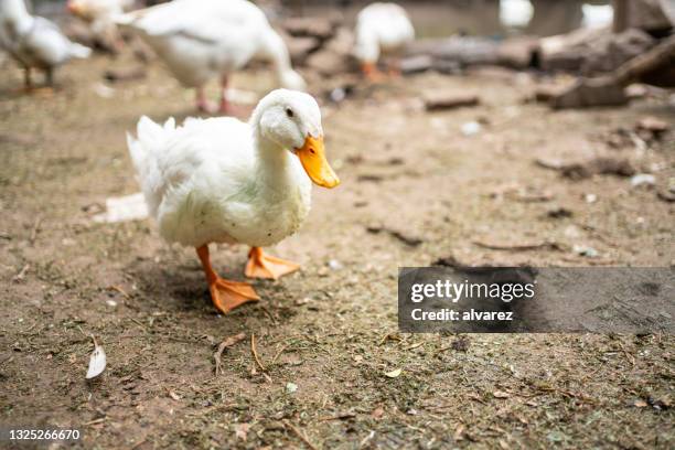 giovane oca domestica nella fattoria - oca pollame foto e immagini stock