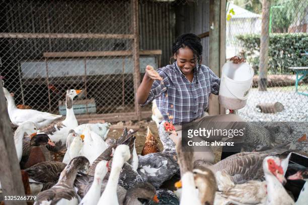 lavoratrice che nutre uccelli nell'allevamento di pollame - oca pollame foto e immagini stock