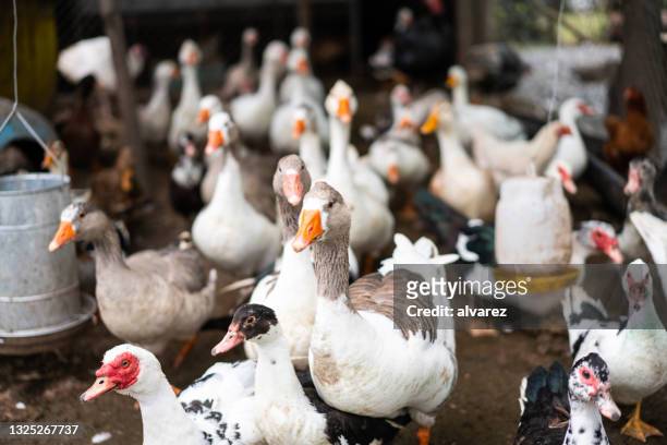 oies, canards et poules en plein champ dans l’élevage avicole - oie oiseau des rivières photos et images de collection
