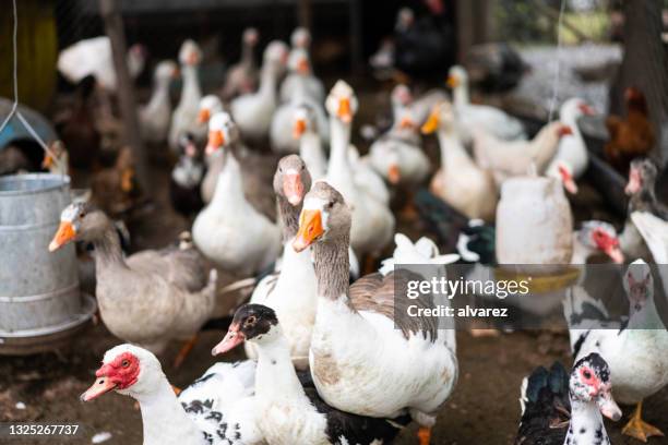 8,116 Animal Husbandry Photos and Premium High Res Pictures - Getty Images 8,116 Animal Husbandry Photos and Premium High Res Pictures - Getty Images