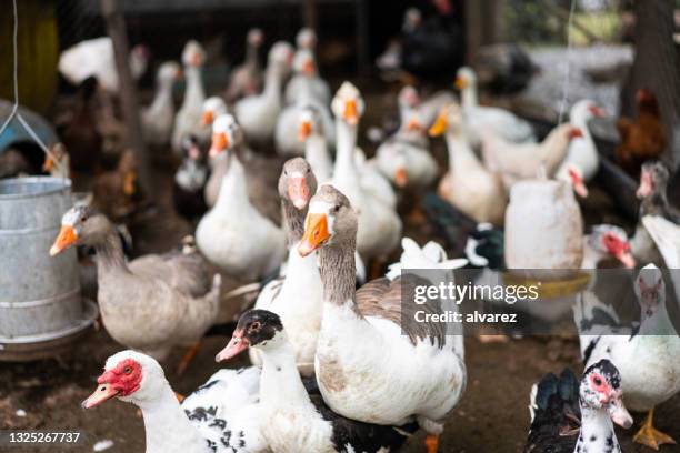 free-range geese, ducks and hens in the poultry farm - gandee stock pictures, royalty-free photos & images