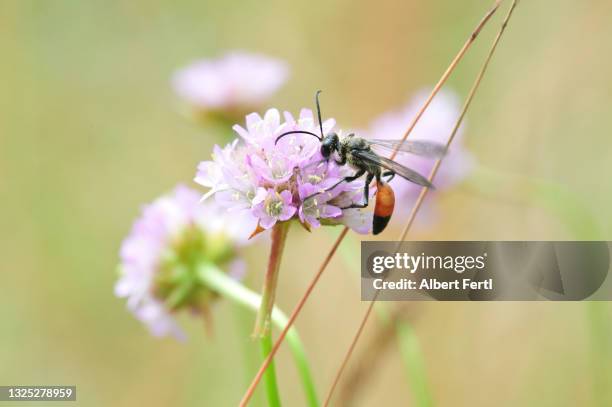 schlupfwespe auf einer grasnelke - eclosion stock pictures, royalty-free photos & images