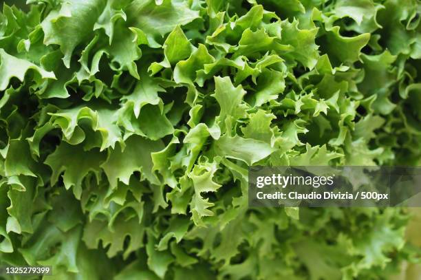 full frame shot of lettuce - krulandijvie stockfoto's en -beelden