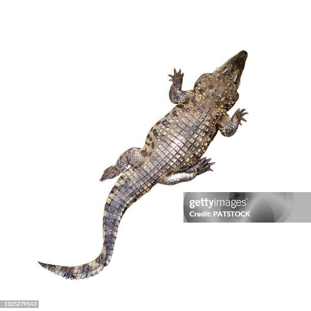 creeping nile crocodile (crocodylus niloticus) seen from above. - クロコダイル ストックフォトと画像