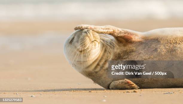 close-up of seal on beach,middelkerke,belgium - foca común fotografías e imágenes de stock