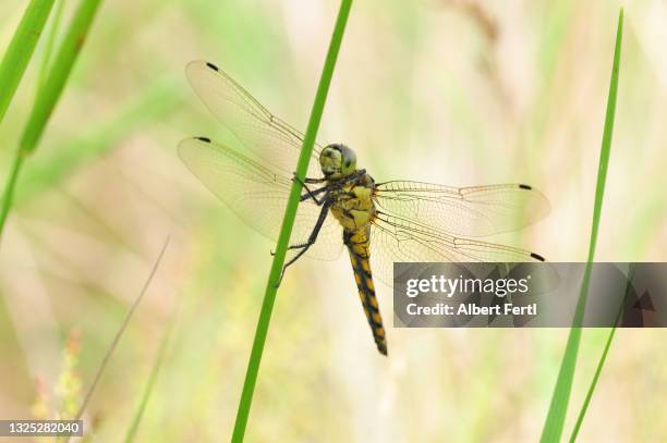 libelle in der wiese - libelle stock pictures, royalty-free photos & images