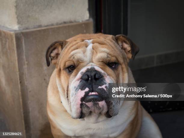 close-up portrait of bullenglish bullpurebred dog,avignon,france - bulldog frances imagens e fotografias de stock