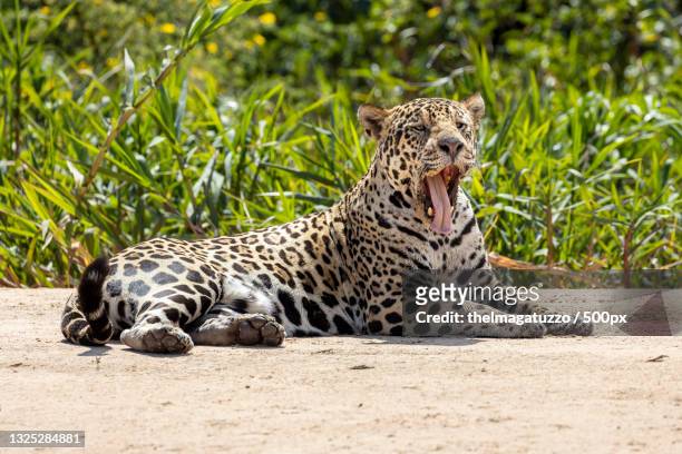 a leopard is lying on the grasses in the forest yawning,brazil - animal selvagem 個照片及圖片檔