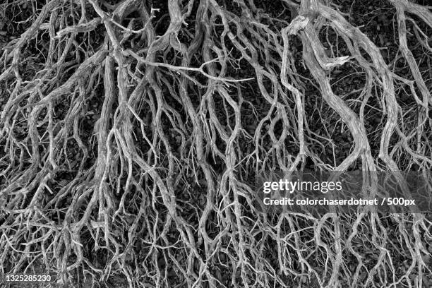 full frame shot of bare tree branches - bare tree bildbanksfoton och bilder