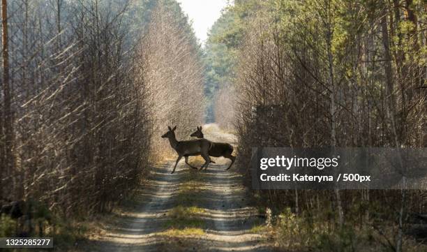 deer crossing a path in a forest - deer crossing stock pictures, royalty-free photos & images