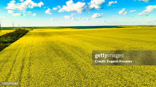 rape field and blue sky with clouds - canola imagens e fotografias de stock