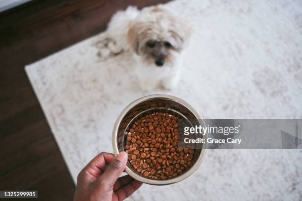 woman holds bowl of kibble for her waiting dog - dog bowl fotografías e imágenes de stock