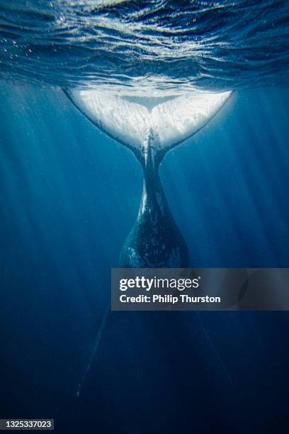 rear view of humpback whale tail fin - images of whale underwater stock pictures, royalty-free photos & images