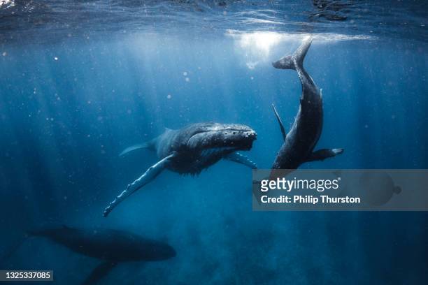 familia de ballenas jorobadas nadando a través del azul profundo bajo la luz de la mañana - ballenato fotografías e imágenes de stock