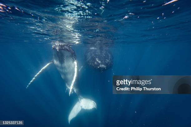 madre y cría de ballena jorobada brillantemente iluminadas descansando a lo largo de la superficie del océano - ballenato fotografías e imágenes de stock